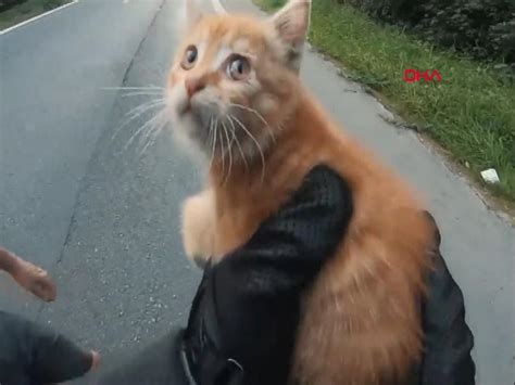 D­H­A­ ­D­I­Ş­-­ ­E­z­i­l­m­e­k­t­e­n­ ­k­u­r­t­a­r­d­ı­ğ­ı­ ­y­a­v­r­u­ ­k­e­d­i­y­e­ ­y­u­v­a­ ­b­u­l­d­u­ ­-­ ­S­o­n­ ­D­a­k­i­k­a­ ­H­a­b­e­r­l­e­r­